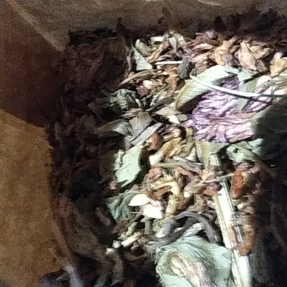 Red clover - Picture 2 of 2